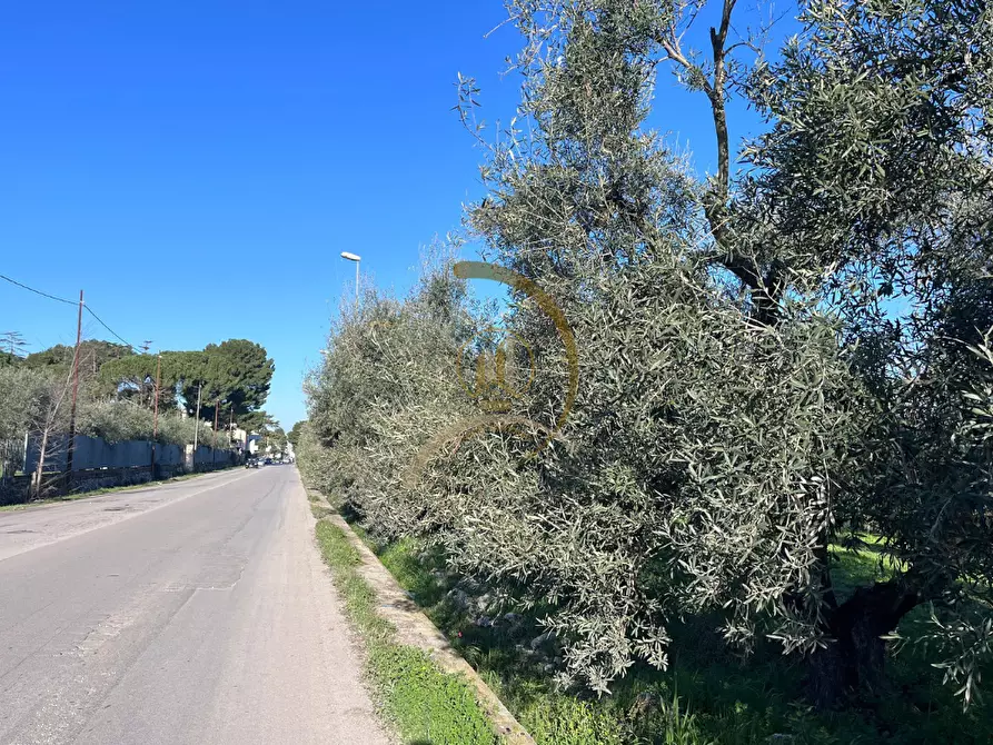 Immagine 6 di Terreno agricolo in vendita  in Via Corato  a Andria
