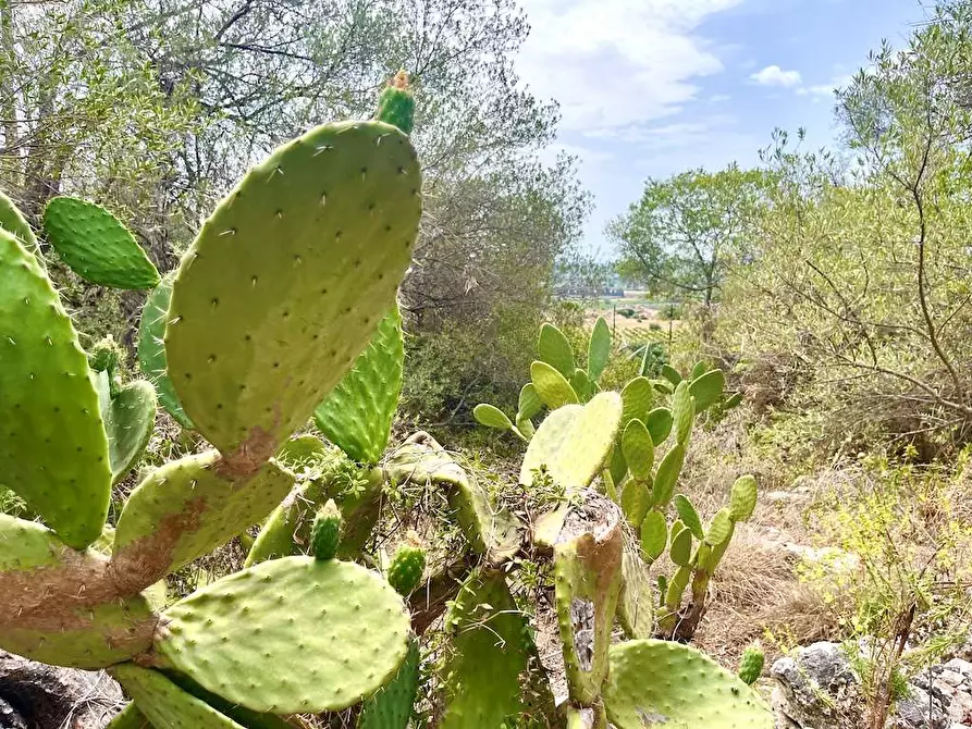 Immagine 1 di Rustico / casale in vendita  in Epipoli a Siracusa