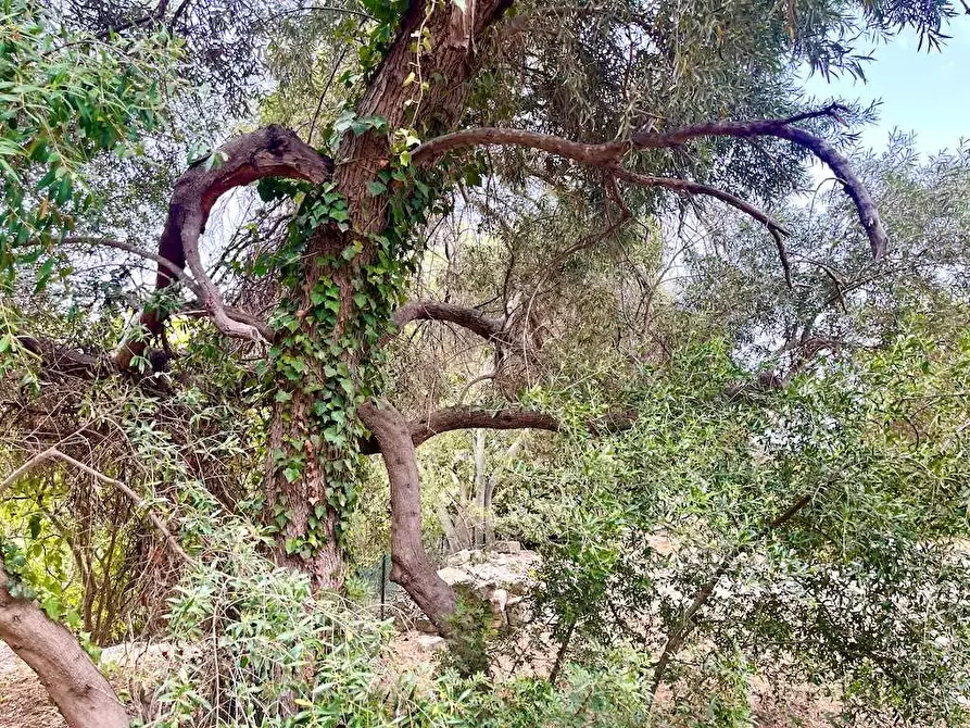 Immagine 18 di Rustico / casale in vendita  in Epipoli a Siracusa
