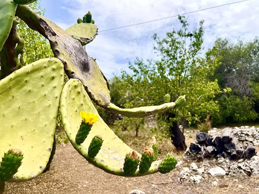 Immagine 19 di Rustico / casale in vendita  in Epipoli a Siracusa