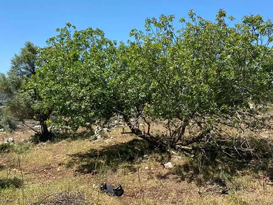 Immagine 6 di Terreno edificabile in vendita  in Contrada Teste Mozze a Noto