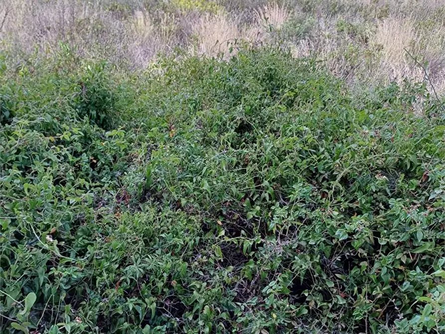 Immagine 3 di Terreno edificabile in vendita  a Siracusa