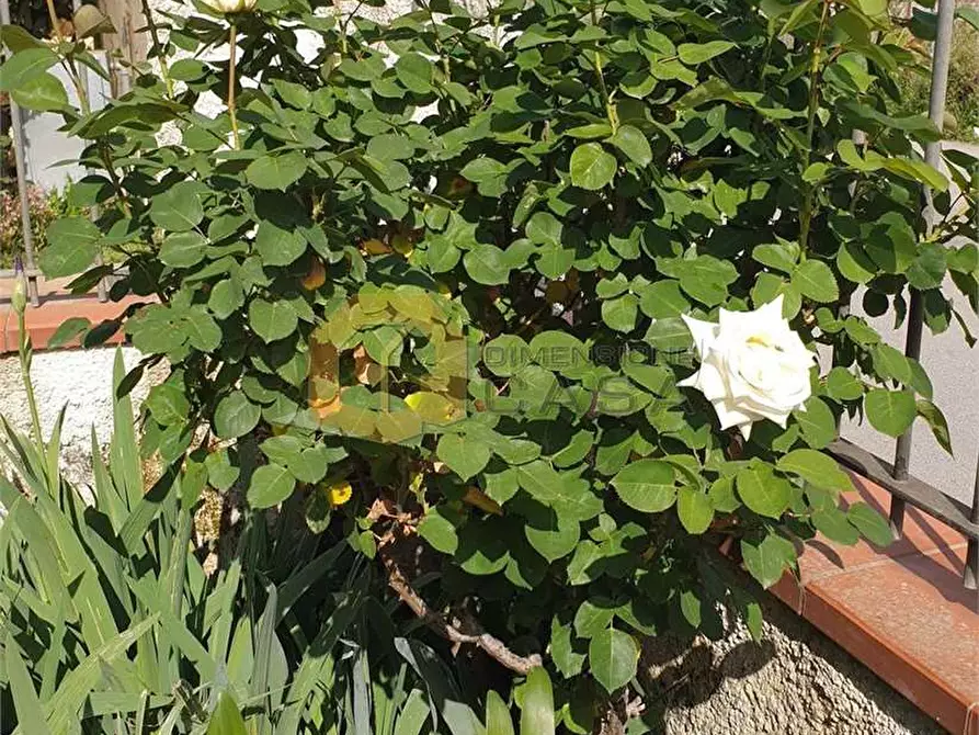 Immagine 74 di Villa in vendita  in Arginvecchio Nord 517 a Camaiore