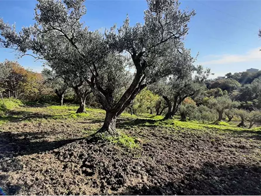 Immagine 3 di Terreno edificabile in vendita  in via enrico berlinguer a Soveria Simeri
