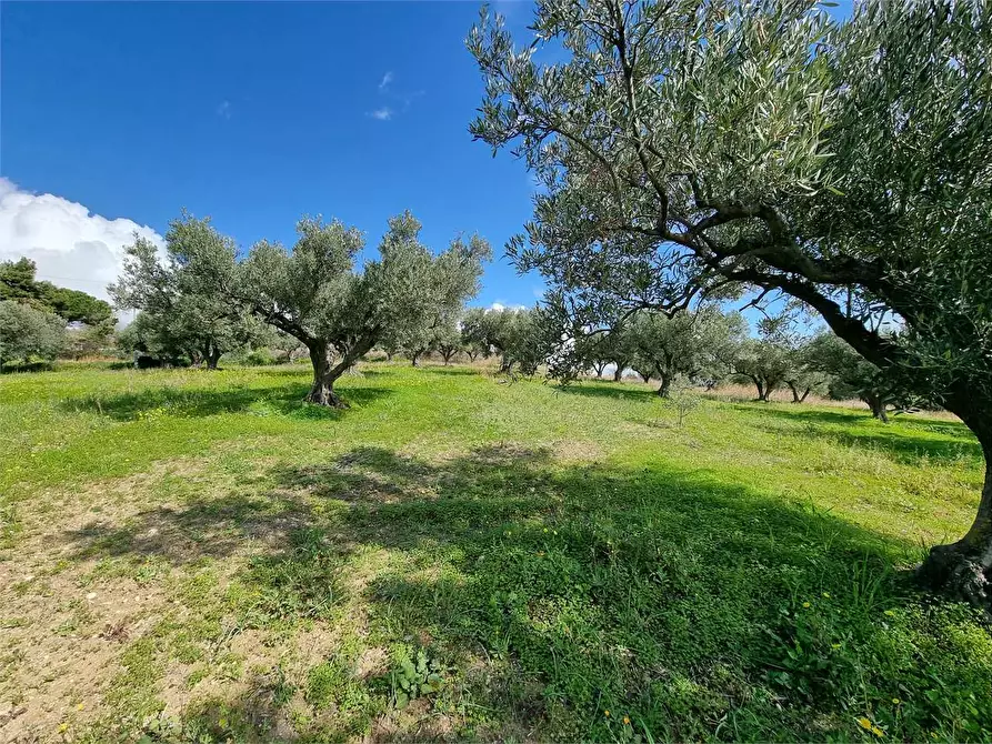 Immagine 6 di Terreno agricolo in vendita  in LOCALITA' GELSITELLO a Simeri Crichi