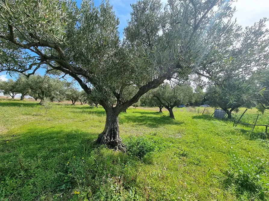 Immagine 7 di Terreno agricolo in vendita  in LOCALITA' GELSITELLO a Simeri Crichi