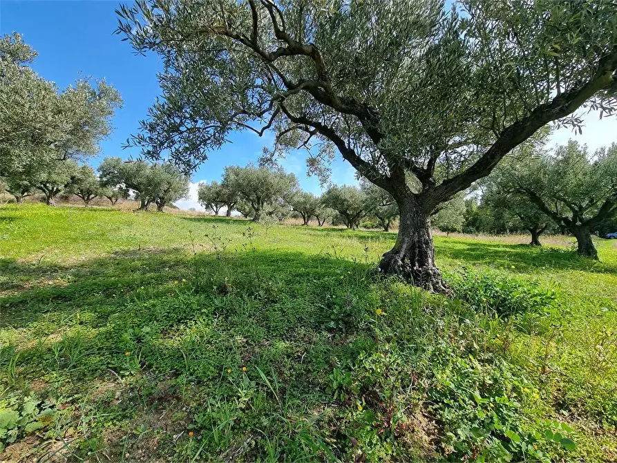Immagine 8 di Terreno agricolo in vendita  in LOCALITA' GELSITELLO a Simeri Crichi