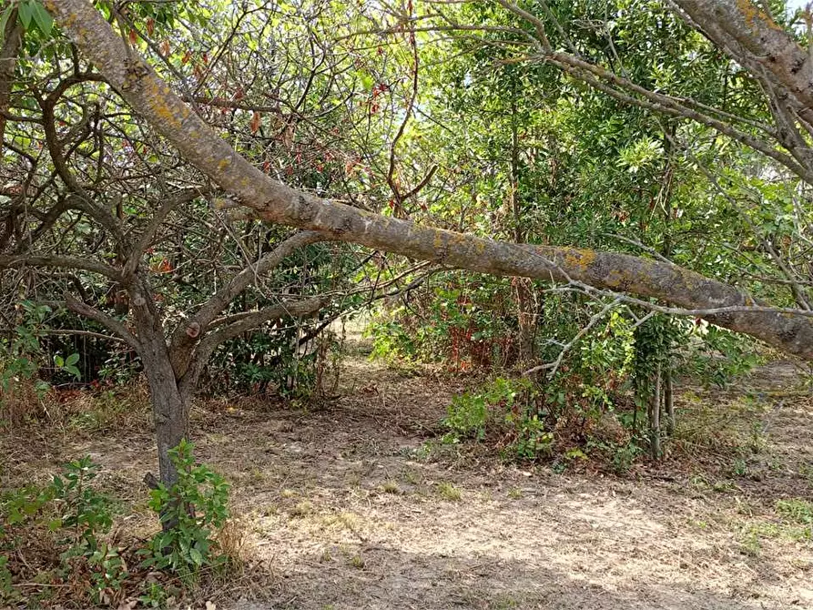 Immagine 14 di Terreno edificabile in vendita  in FIUME BUSENTO a Catanzaro