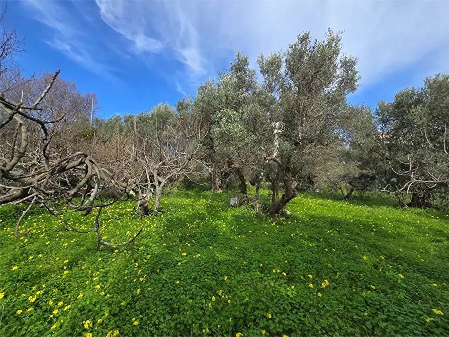 Immagine 7 di Terreno edificabile in vendita  a Catanzaro