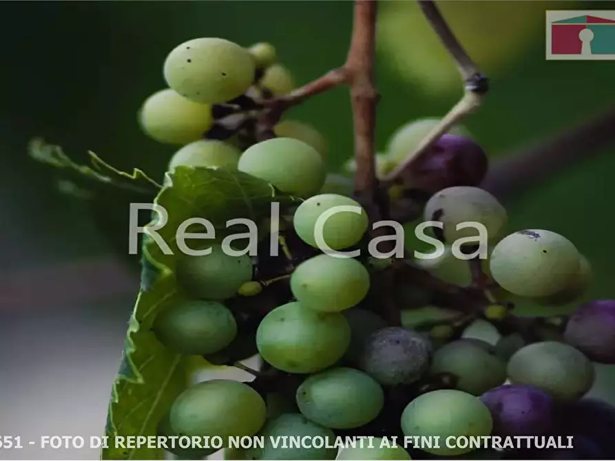 Immagine 7 di Terreno agricolo in vendita  in via per casalgrande  a Casalgrande