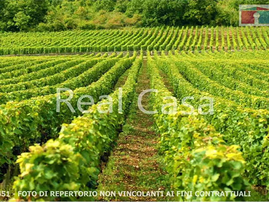 Immagine 8 di Terreno agricolo in vendita  in via per casalgrande  a Casalgrande