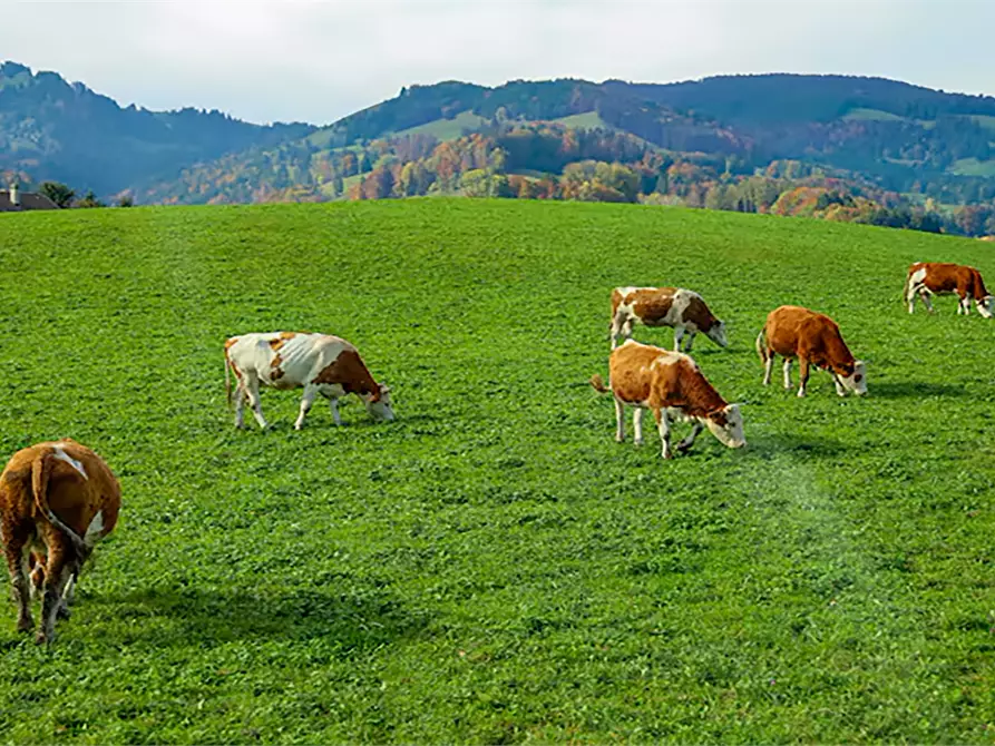 Immagine 3 di Terreno agricolo in vendita  in via per casalgrande  a Casalgrande
