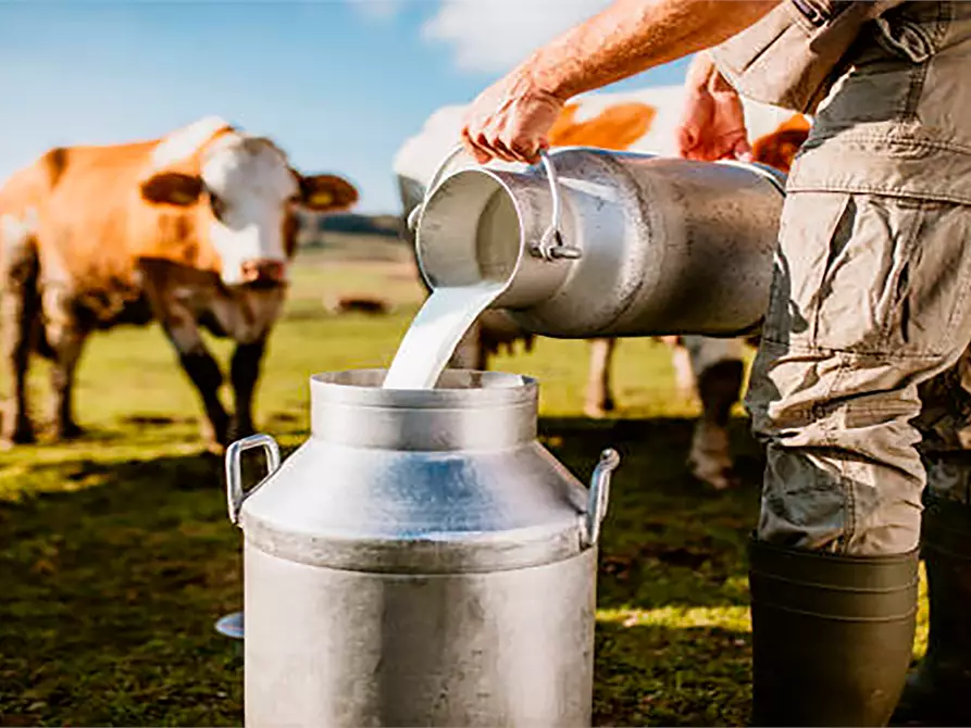 Immagine 2 di Terreno agricolo in vendita  in via per casalgrande  a Casalgrande