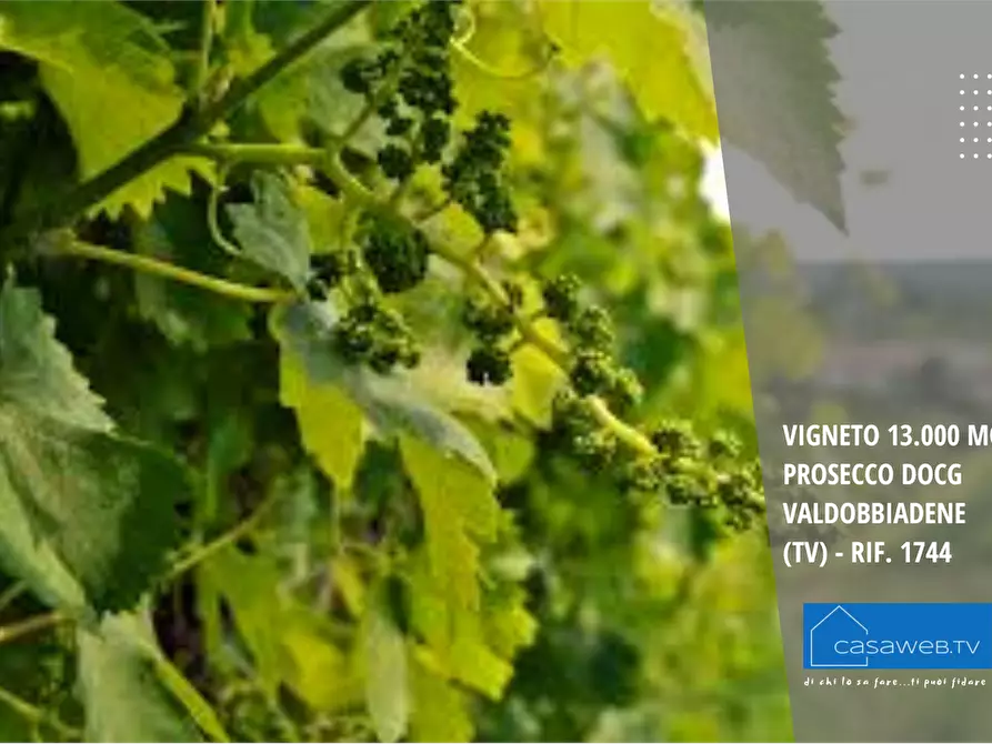 Immagine 3 di Terreno agricolo in vendita  in Via Garibaldi a Valdobbiadene