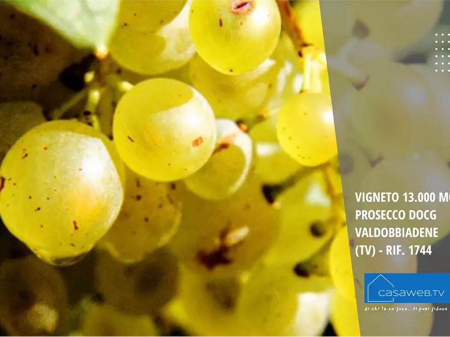 Immagine 4 di Terreno agricolo in vendita  in Via Garibaldi a Valdobbiadene