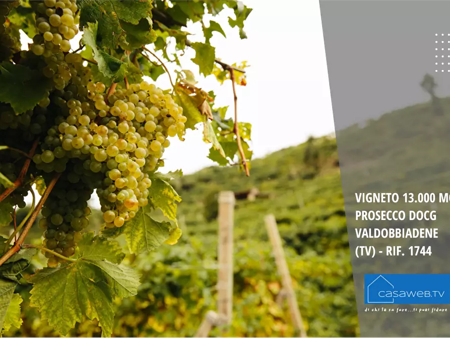 Immagine 5 di Terreno agricolo in vendita  in Via Garibaldi a Valdobbiadene