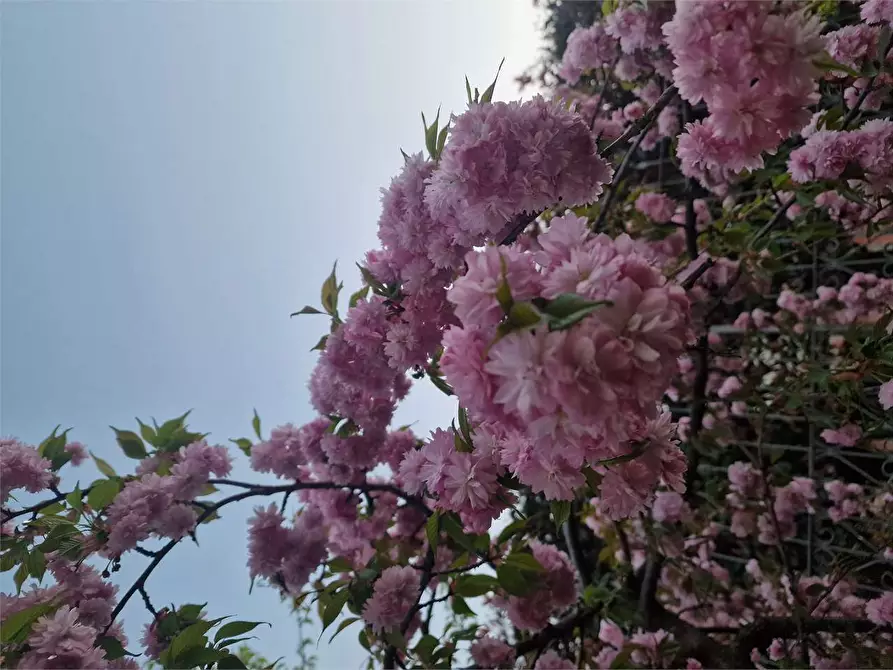 Immagine 18 di Casa bifamiliare in vendita  in via 25 Aprile a Travedona-Monate