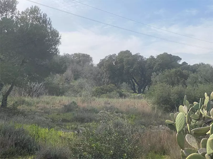 Immagine 3 di Terreno edificabile in vendita  in barbarano a Morciano Di Leuca