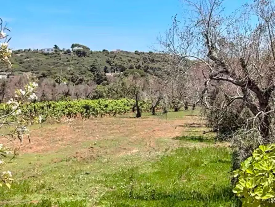 Immagine 7 di Terreno edificabile in vendita  in strada vicinale pagane a Casarano
