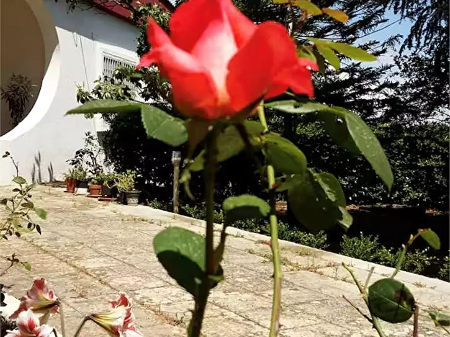 Immagine 26 di Villa in vendita  in Contrada gualtieri snc a Matino