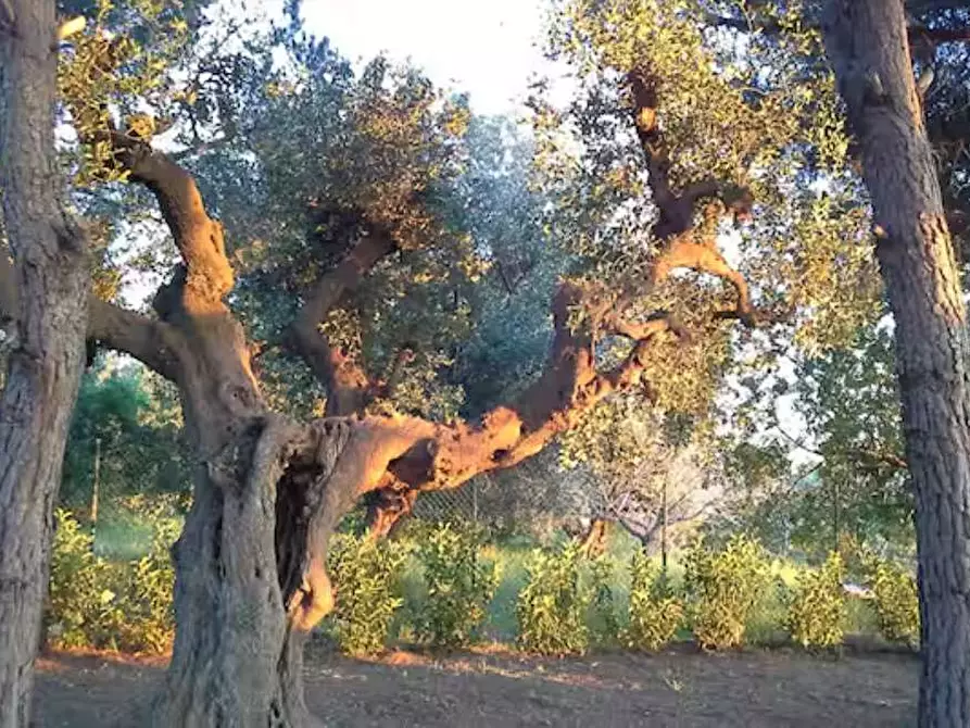 Immagine 11 di Villa in vendita  in Contrada gualtieri snc a Matino