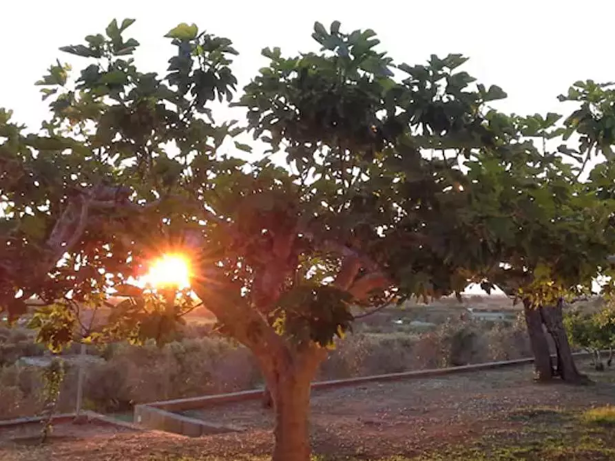 Immagine 9 di Villa in vendita  in Contrada gualtieri snc a Matino