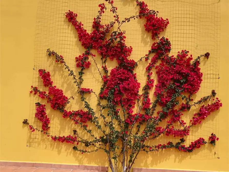 Immagine 14 di Villa in vendita  in Contrada pezzo grande a Casarano