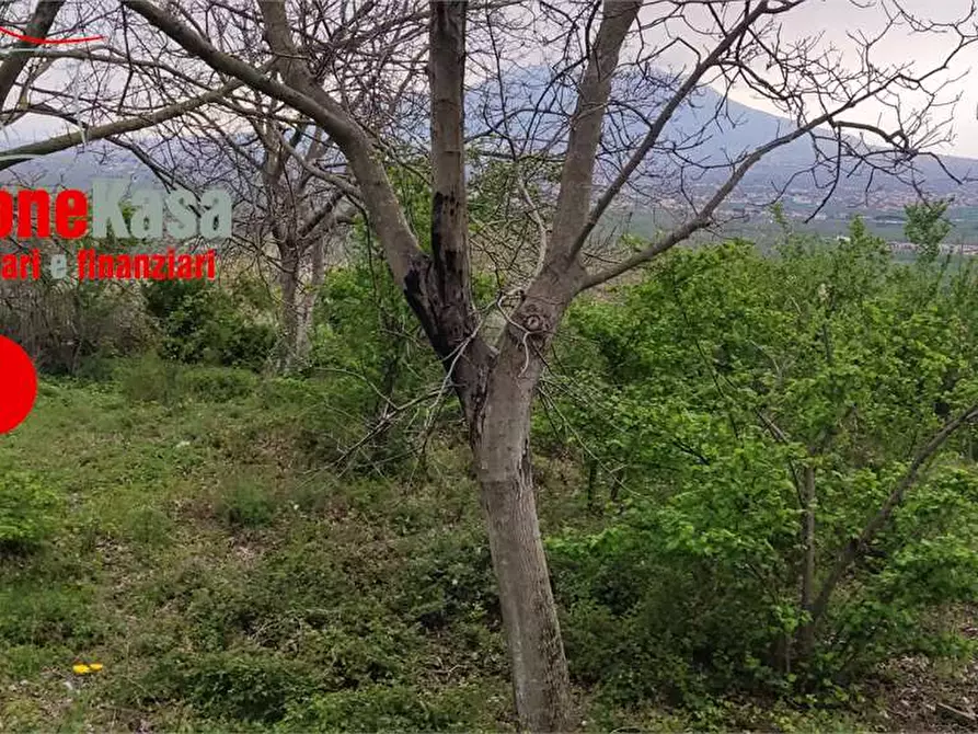 Immagine 6 di Terreno agricolo in vendita  in via Castel Cicala a Nola