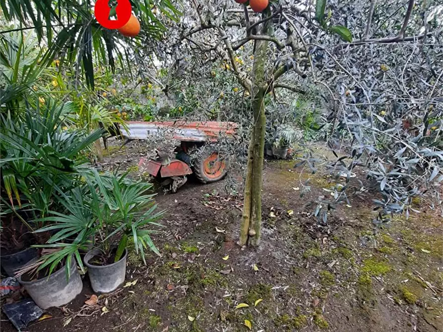 Immagine 5 di Terreno agricolo in vendita  in Polvica a San Felice A Cancello