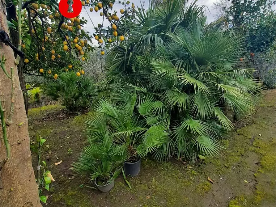 Immagine 6 di Terreno agricolo in vendita  in Polvica a San Felice A Cancello