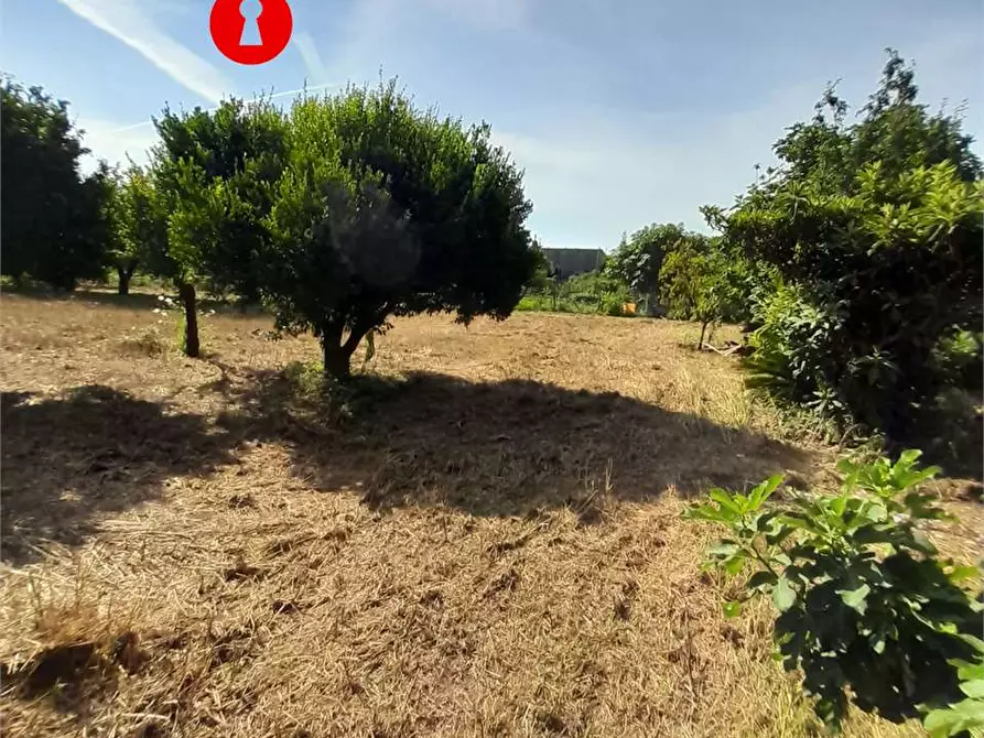 Immagine 4 di Terreno agricolo in vendita  in via polvica a Nola