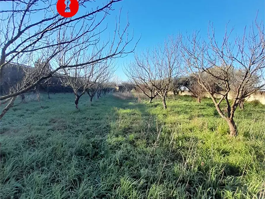Immagine 2 di Terreno agricolo in vendita  in Via duchessa di marigliano a Nola