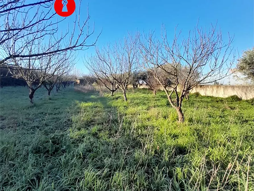 Immagine 3 di Terreno agricolo in vendita  in Via duchessa di marigliano a Nola