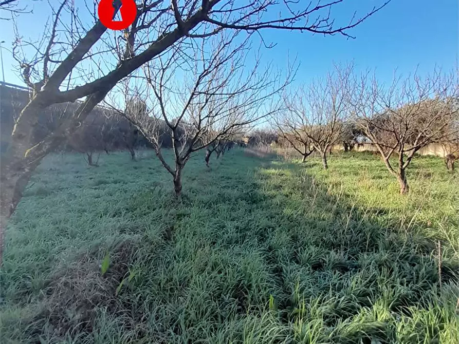 Immagine 5 di Terreno agricolo in vendita  in Via duchessa di marigliano a Nola