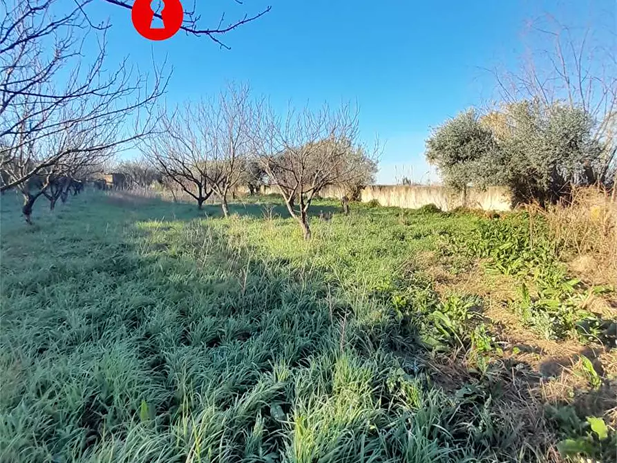 Immagine 7 di Terreno agricolo in vendita  in Via duchessa di marigliano a Nola