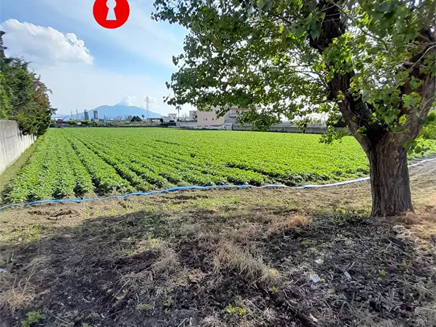 Immagine 4 di Terreno agricolo in vendita  in polvica a Nola