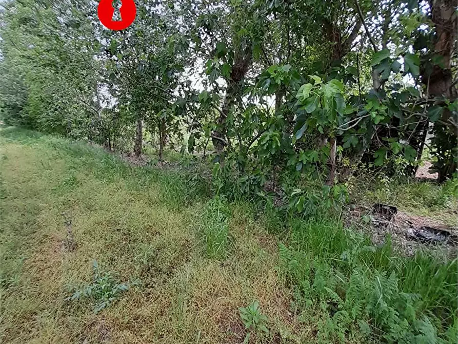 Immagine 2 di Terreno agricolo in vendita  a Acerra