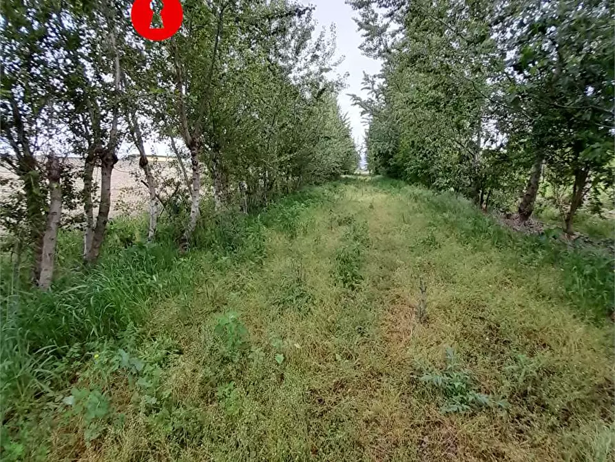 Immagine 5 di Terreno agricolo in vendita  a Acerra