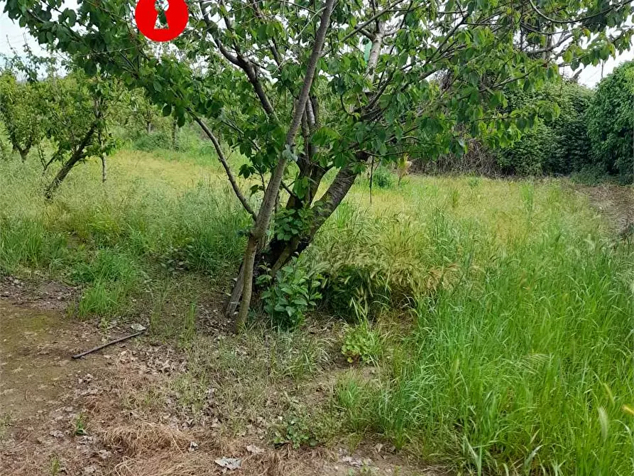 Immagine 6 di Terreno agricolo in vendita  a Acerra