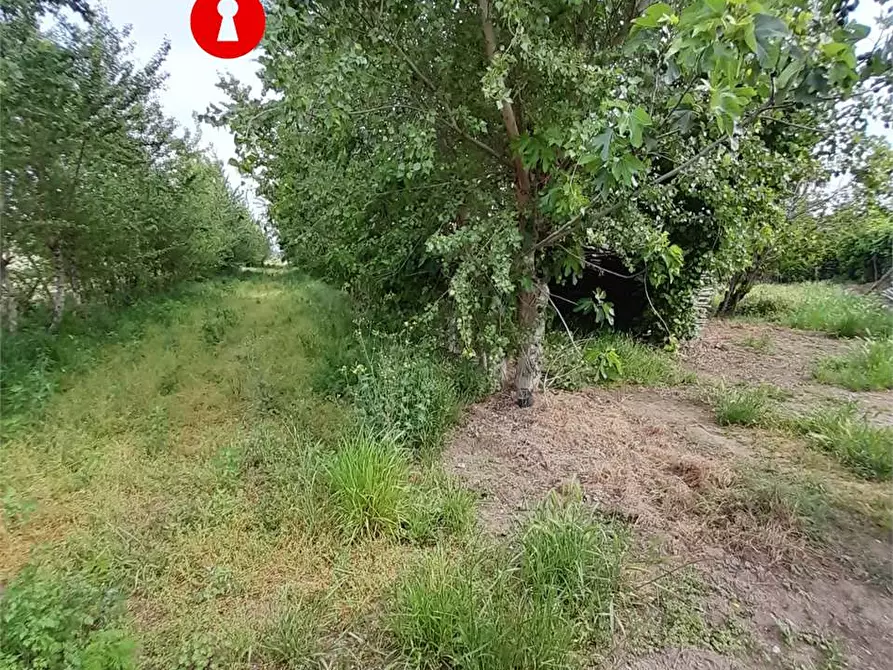 Immagine 7 di Terreno agricolo in vendita  a Acerra