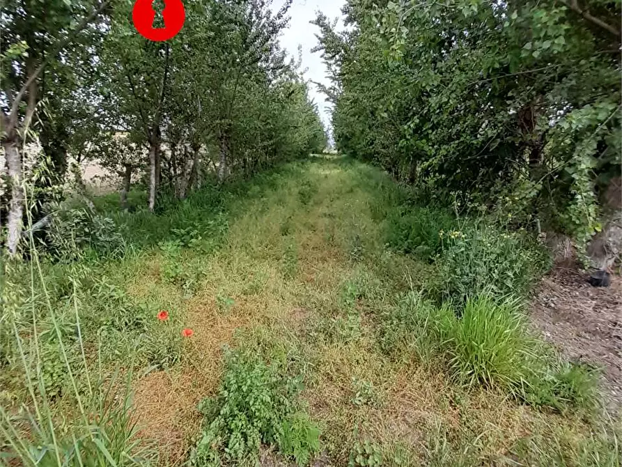 Immagine 9 di Terreno agricolo in vendita  a Acerra