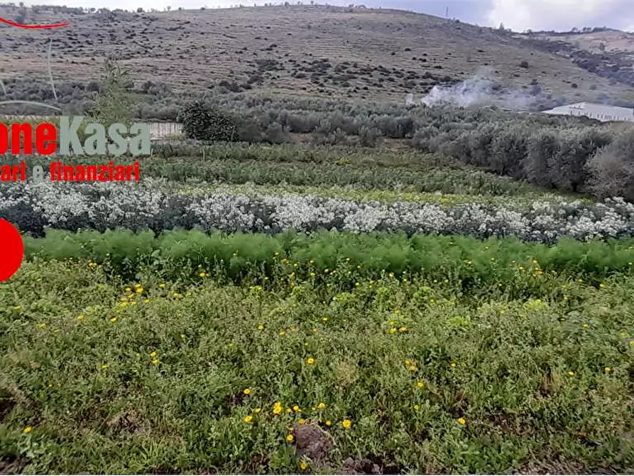 Immagine 3 di Terreno agricolo in vendita  in Via Polvica a San Felice A Cancello