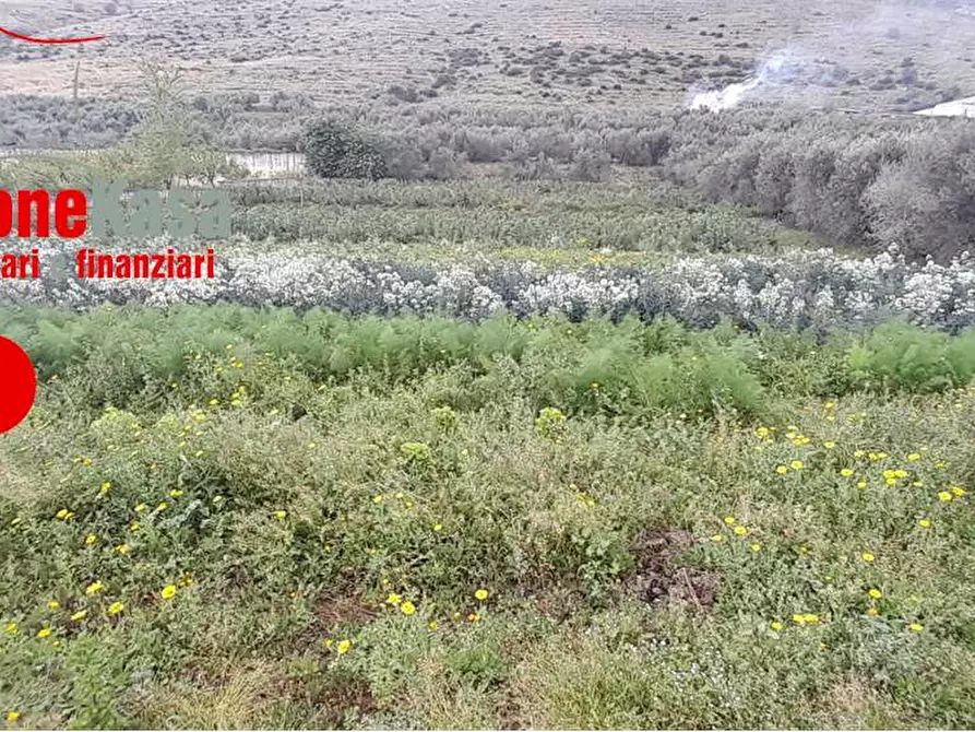 Immagine 14 di Terreno agricolo in vendita  in Via Polvica a San Felice A Cancello