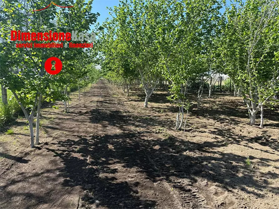 Immagine 5 di Terreno agricolo in vendita  in via boscofangone a Nola