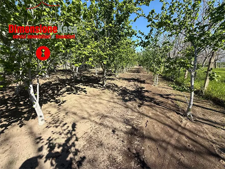 Immagine 7 di Terreno agricolo in vendita  in via boscofangone a Nola