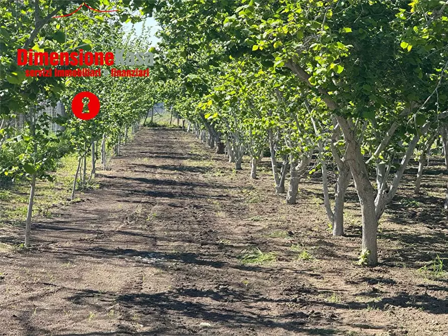 Immagine 1 di Terreno agricolo in vendita  in via boscofangone a Nola