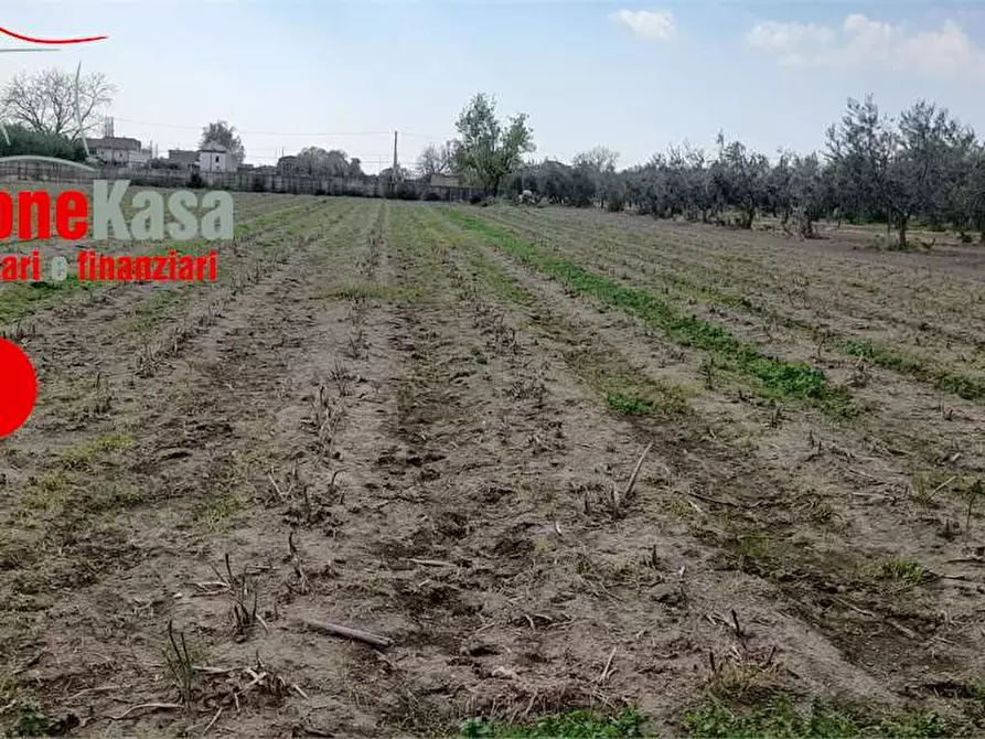Immagine 2 di Terreno agricolo in vendita  in Via Polvica a Acerra