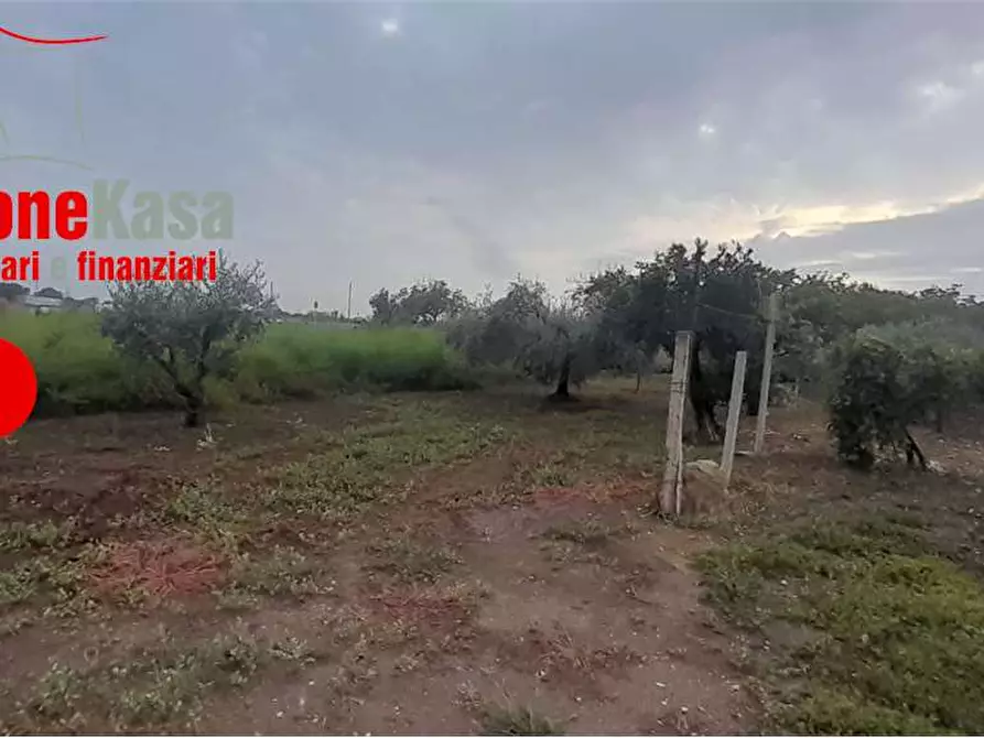 Immagine 5 di Terreno agricolo in vendita  in via polvica a San Felice A Cancello