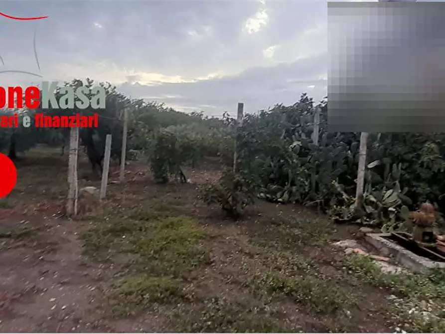 Immagine 6 di Terreno agricolo in vendita  in via polvica a San Felice A Cancello