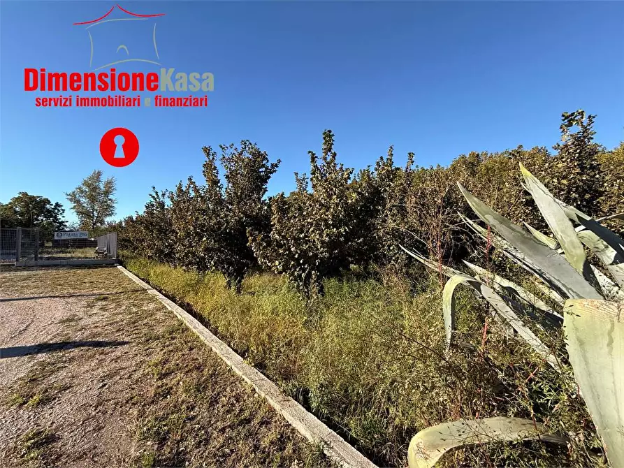 Immagine 3 di Terreno agricolo in vendita  in Via Gramsci 72 a Cimitile